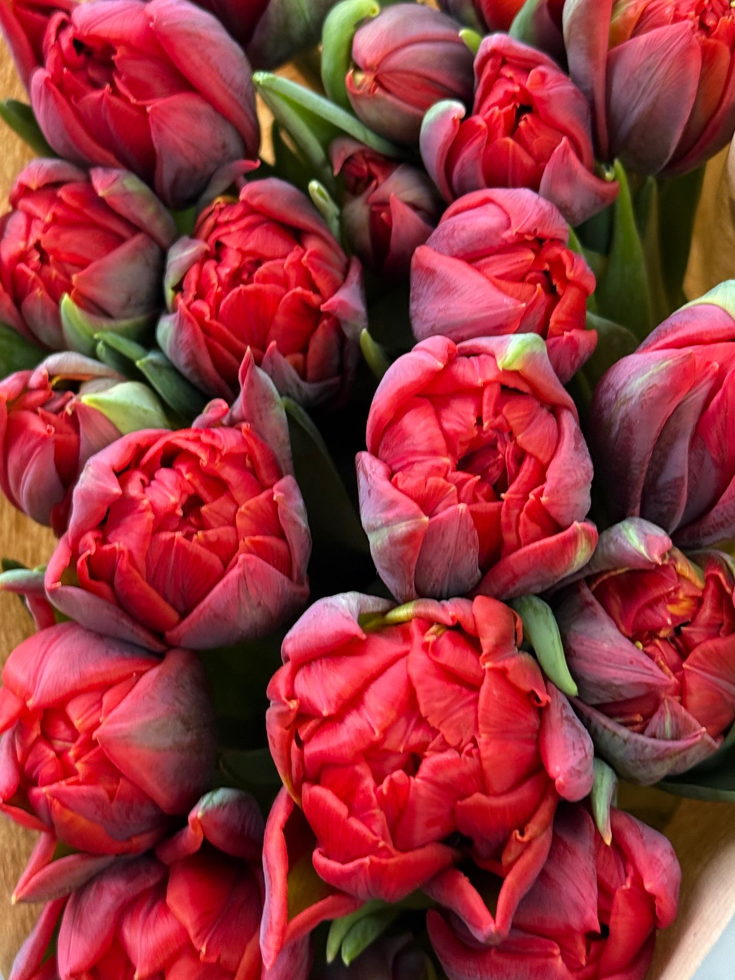 Double red tulips