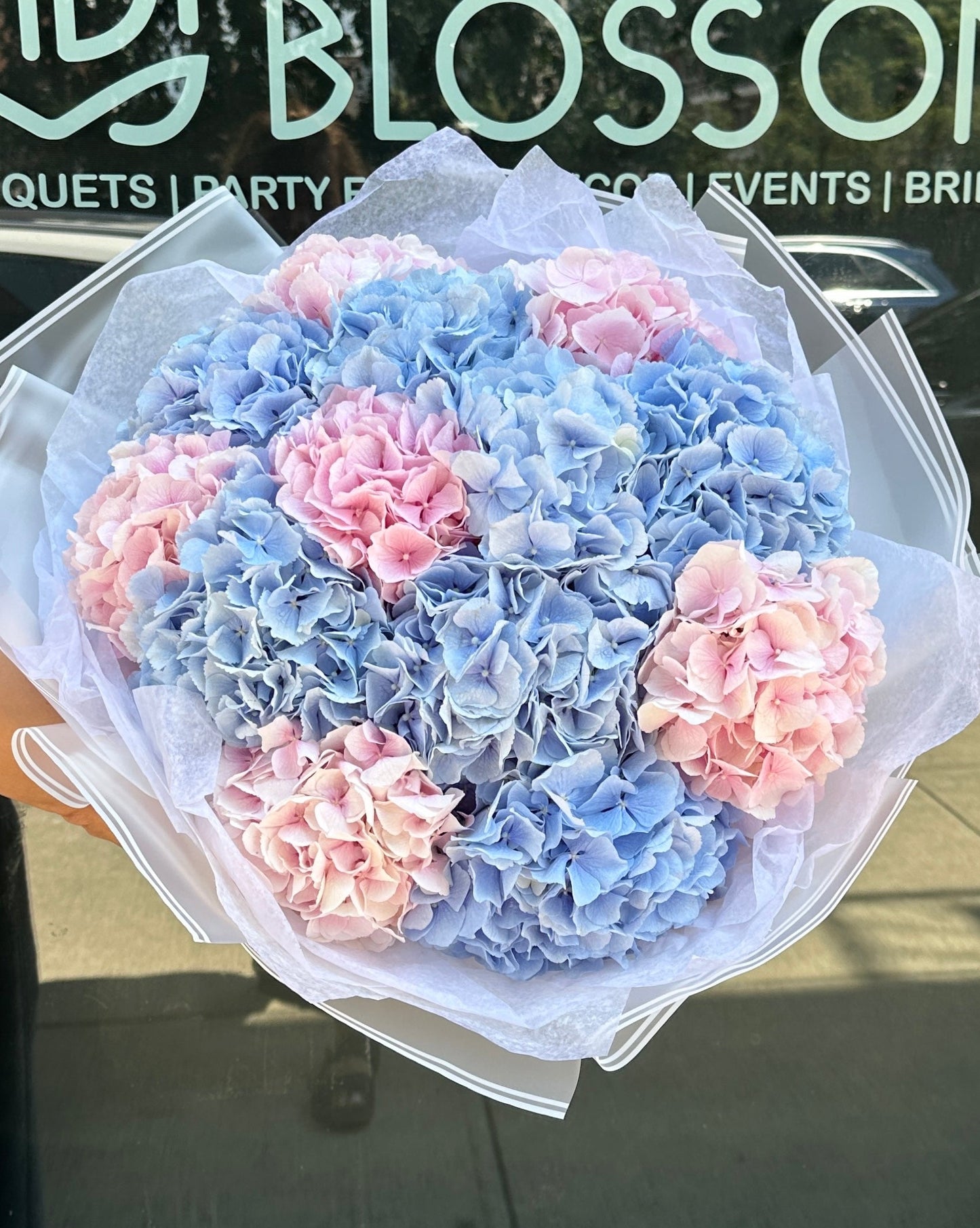Holland Hydrangeas