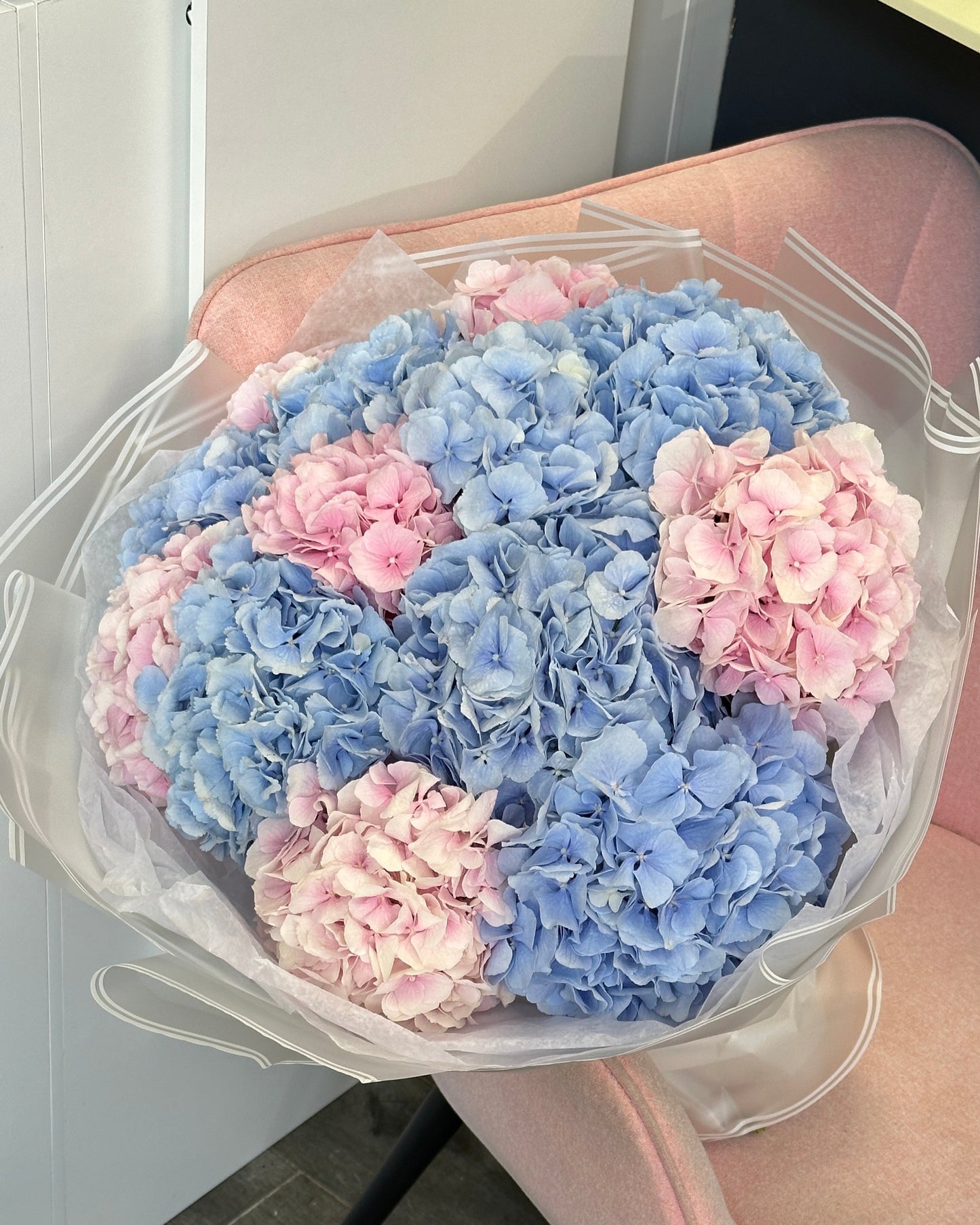 Holland Hydrangeas