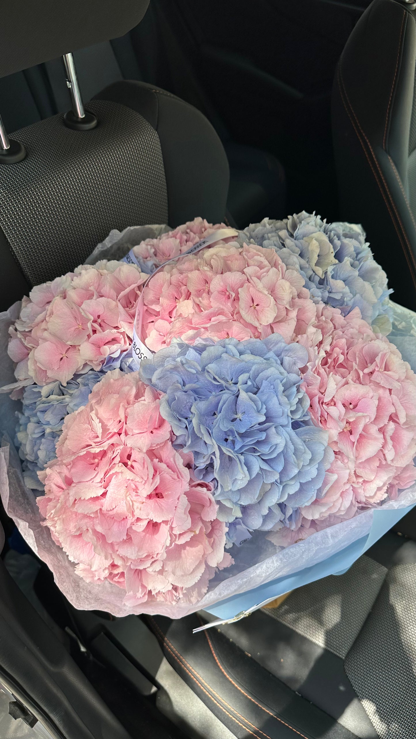 Mix of Holland Hydrangeas