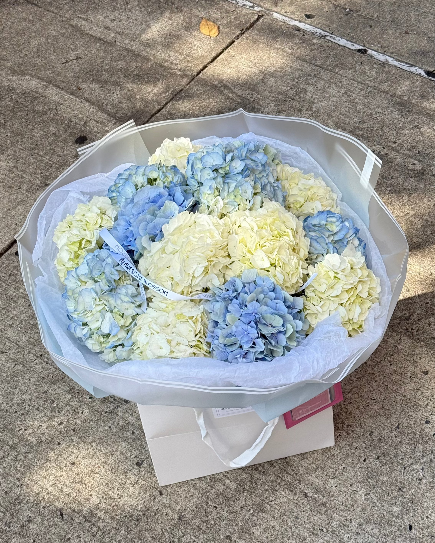 Columbia Hydrangeas