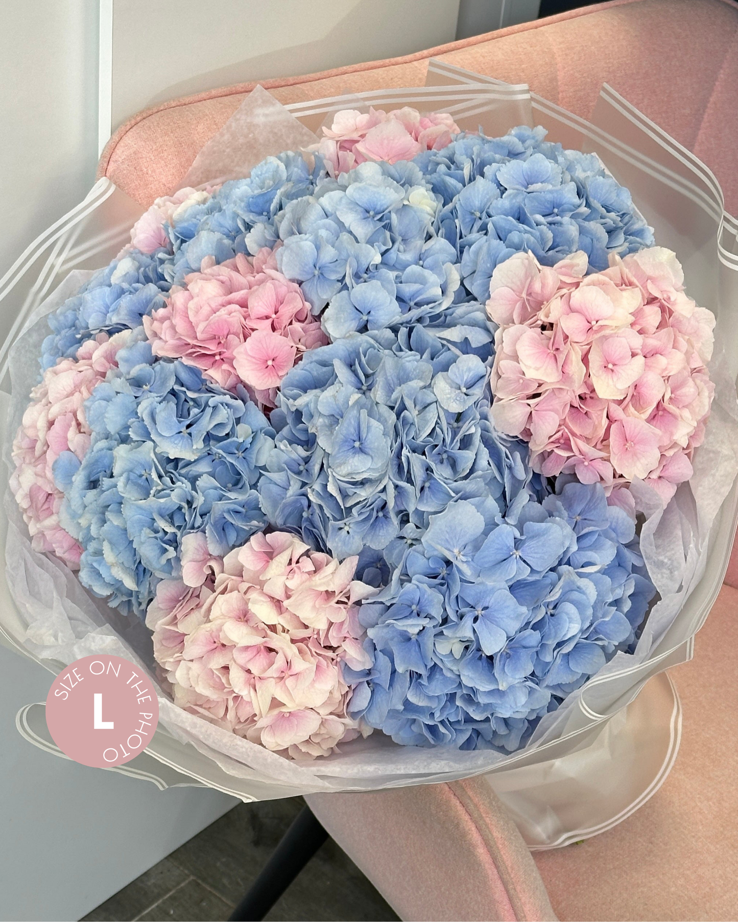 Holland Hydrangeas
