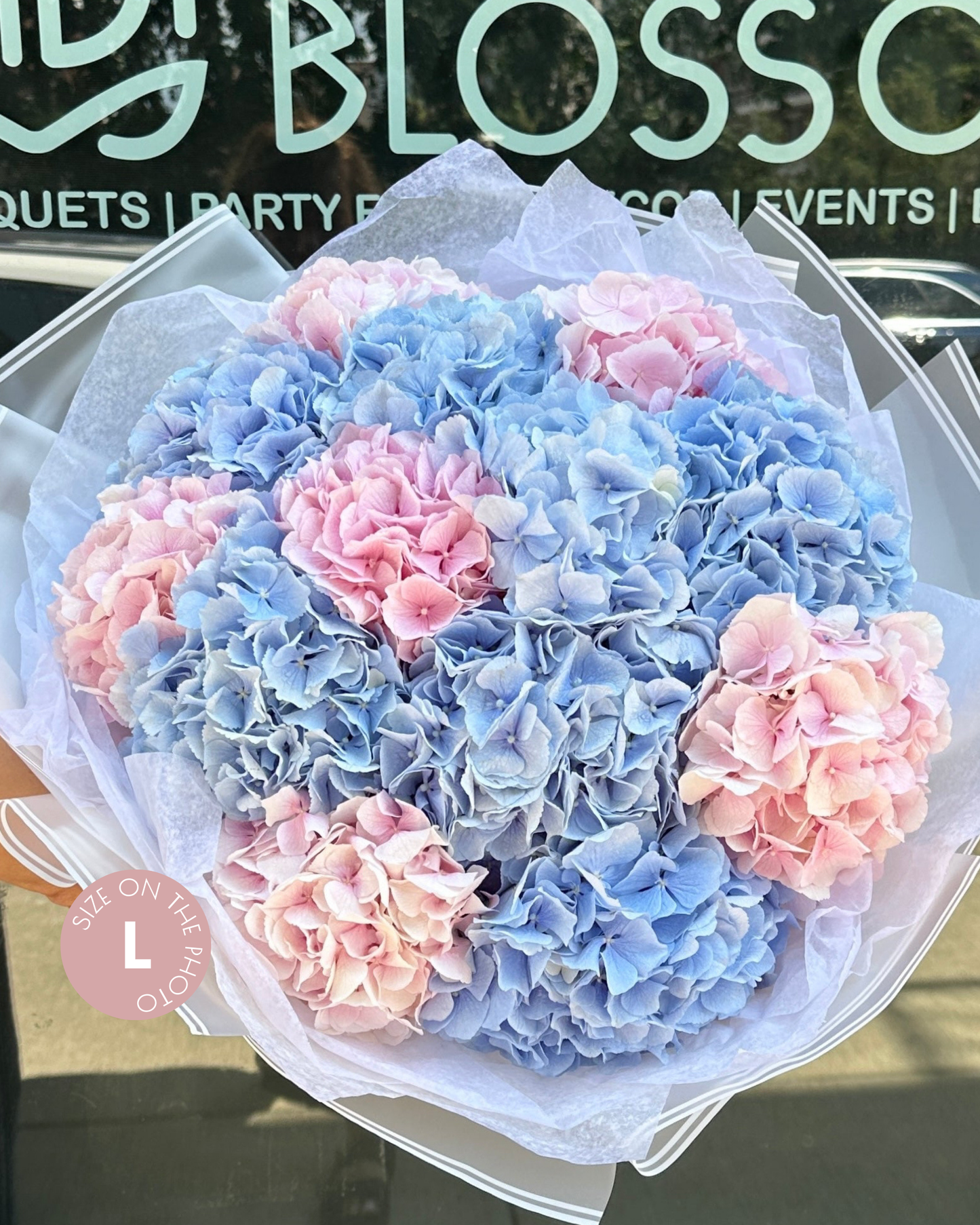 Holland Hydrangeas