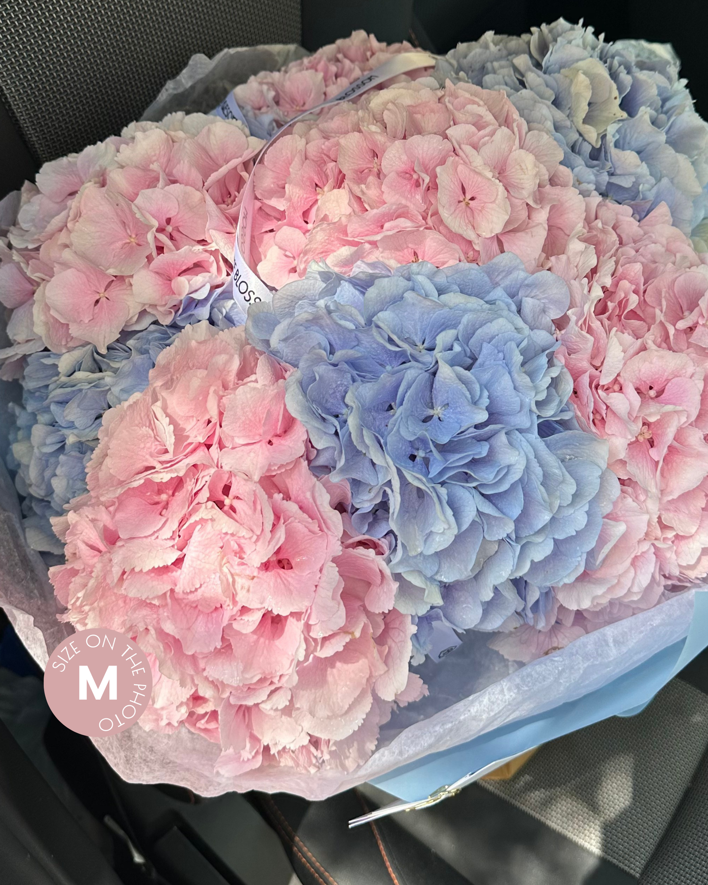 Holland Hydrangeas