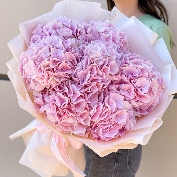 Holland Hydrangeas