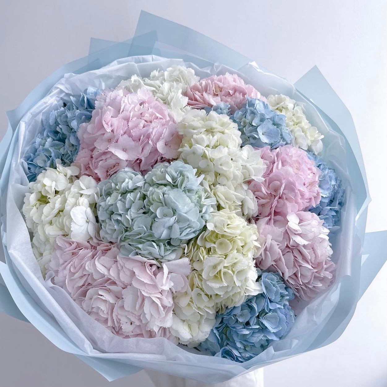 Columbia Hydrangeas