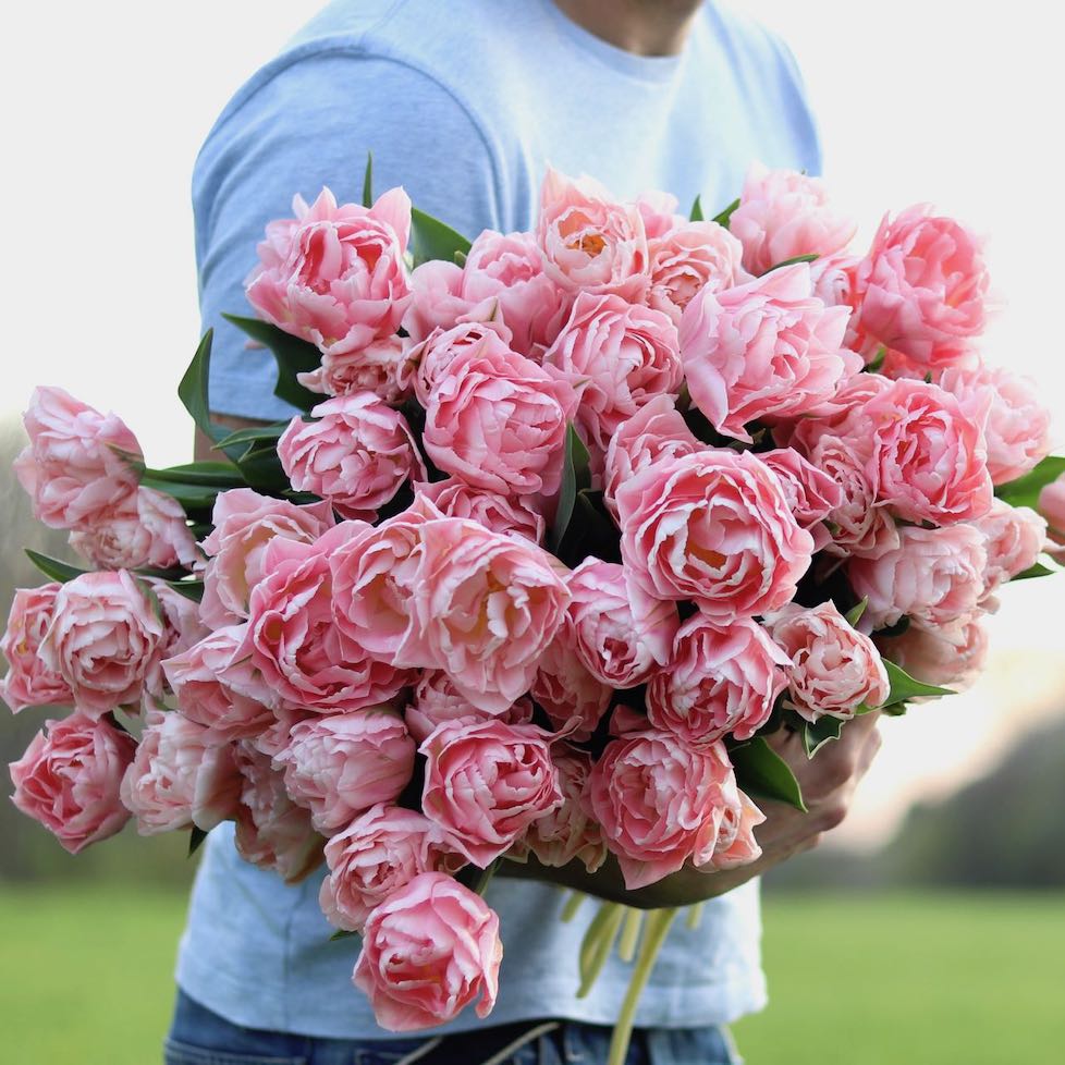 Double tulips "Dreamer"