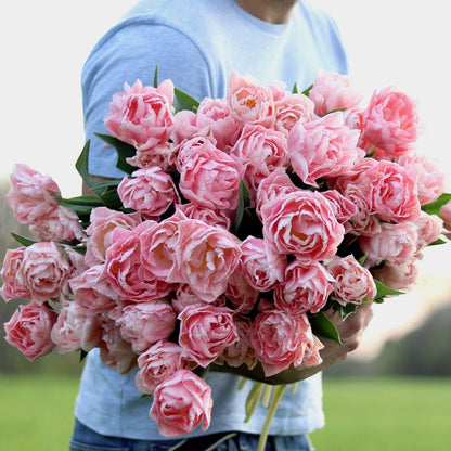 Double tulips "Dreamer"