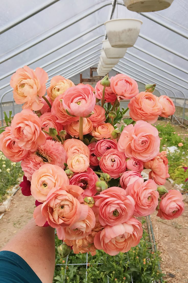 Ranunculus salmon
