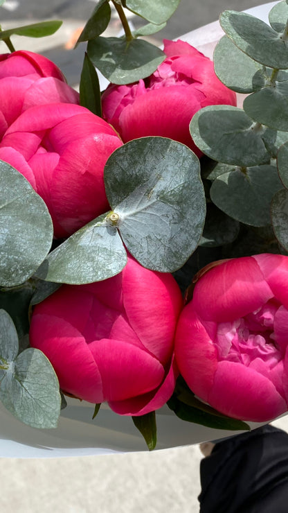 Coral charm peony mono