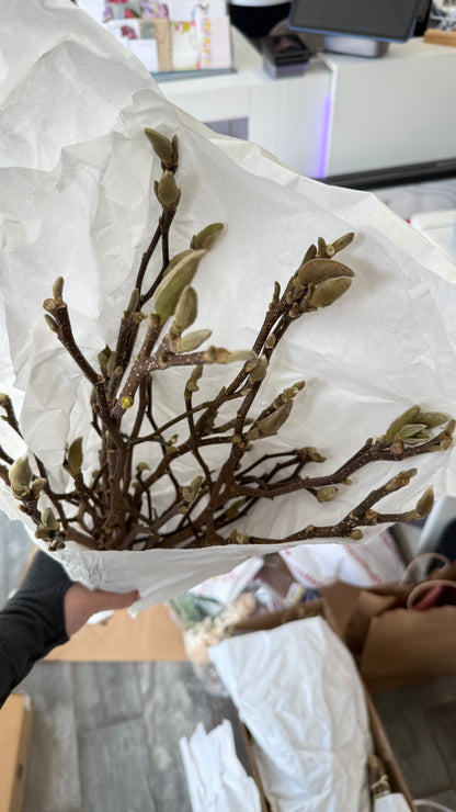 Magnolia branches
