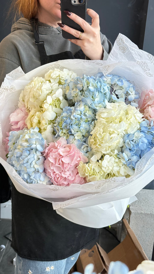 Columbia Hydrangeas