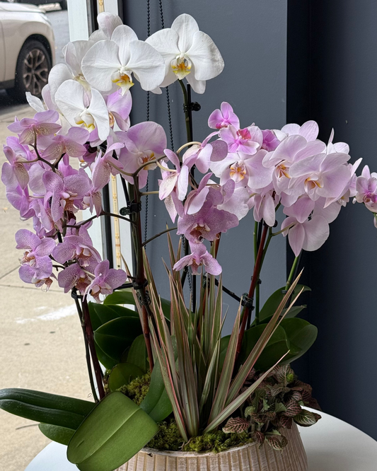 "Orchid" Plant Arrangement