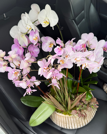 "Orchid" Plant Arrangement
