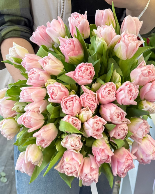 Double tulips "Dreamer"