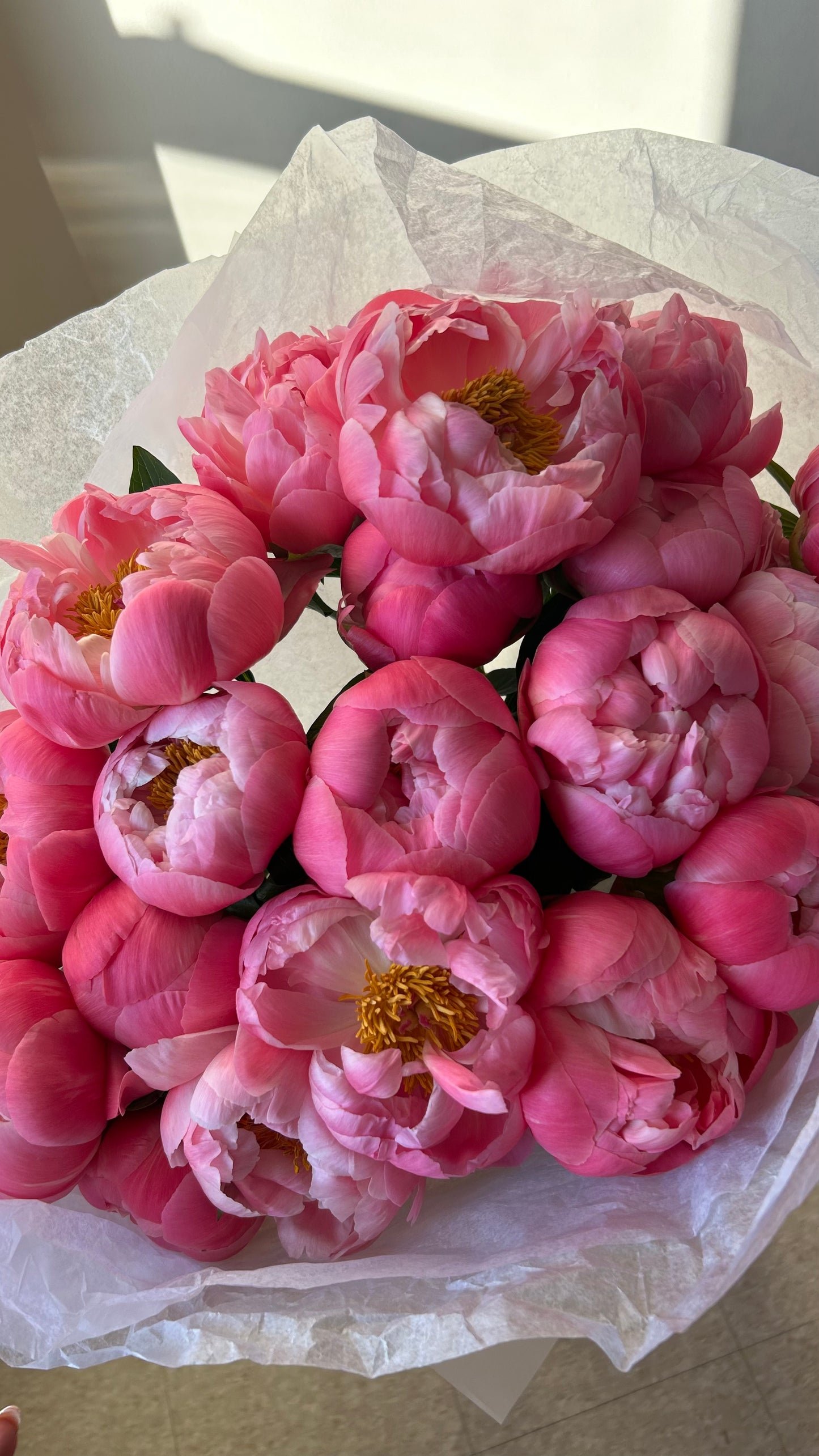 Coral charm peony mono