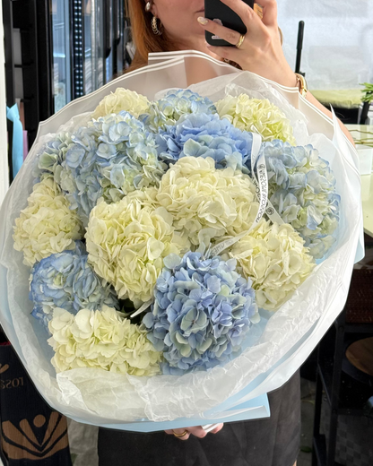 Columbia Hydrangeas