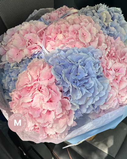 Holland Hydrangeas