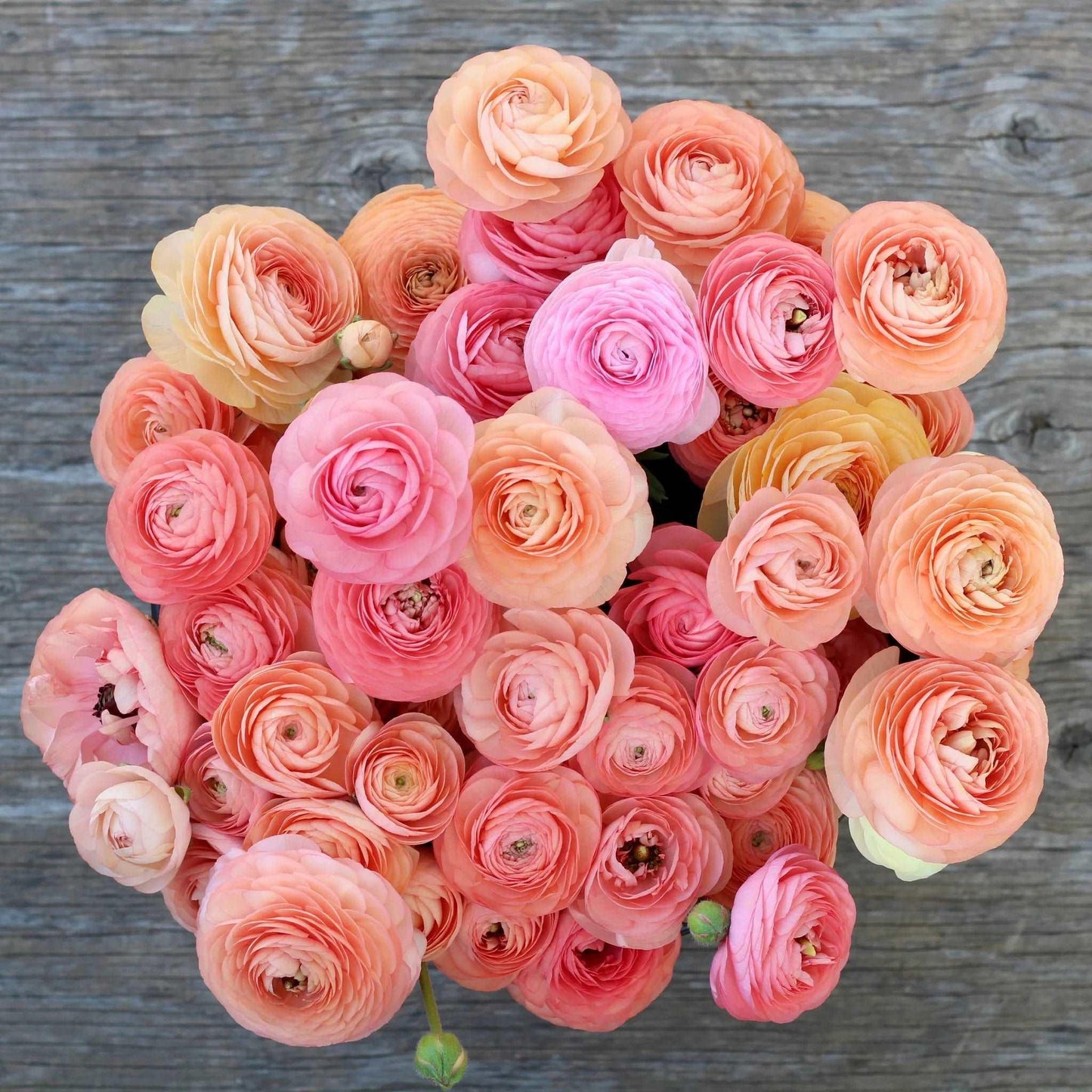 Ranunculus salmon