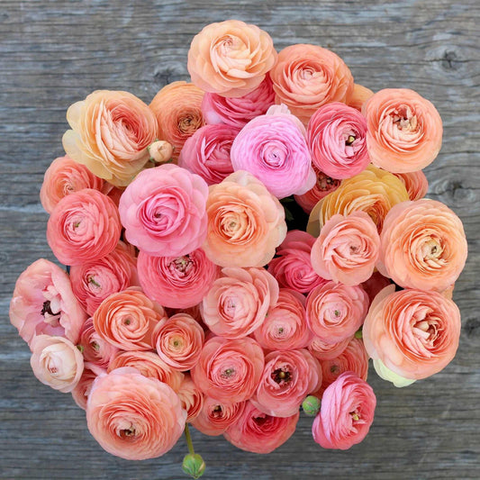 Ranunculus salmon