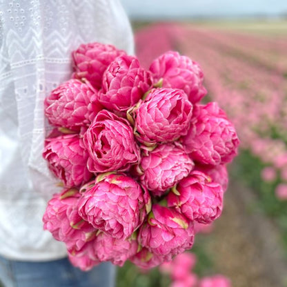 Double tulips "Strawberry Ice Cream"
