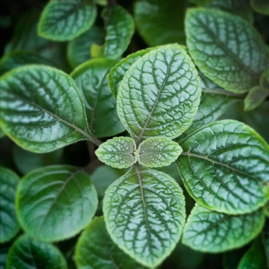 Garden Mint candle