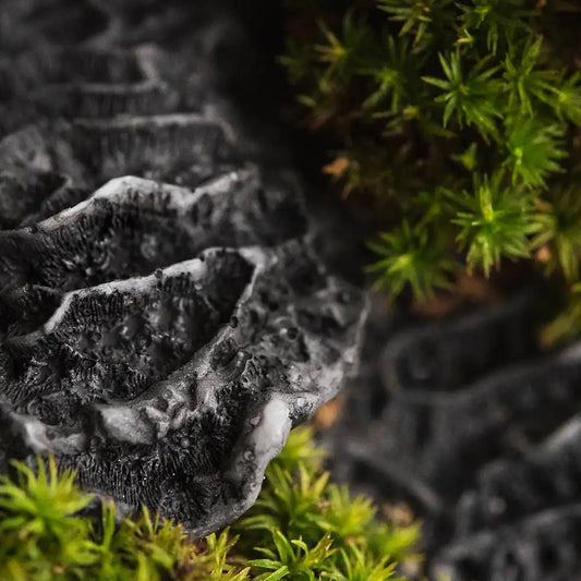 Black Coral and Moss candle